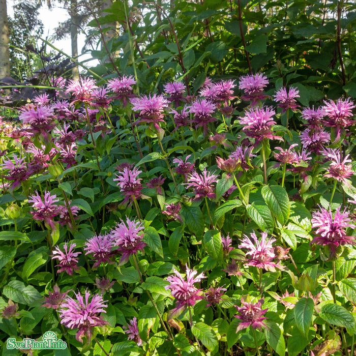 Monarda 'Beauty Of Cobham' A-kval