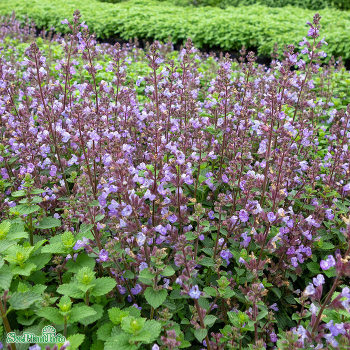 Nepeta faassenii 'Purrsian Blue' A-kval C2,8