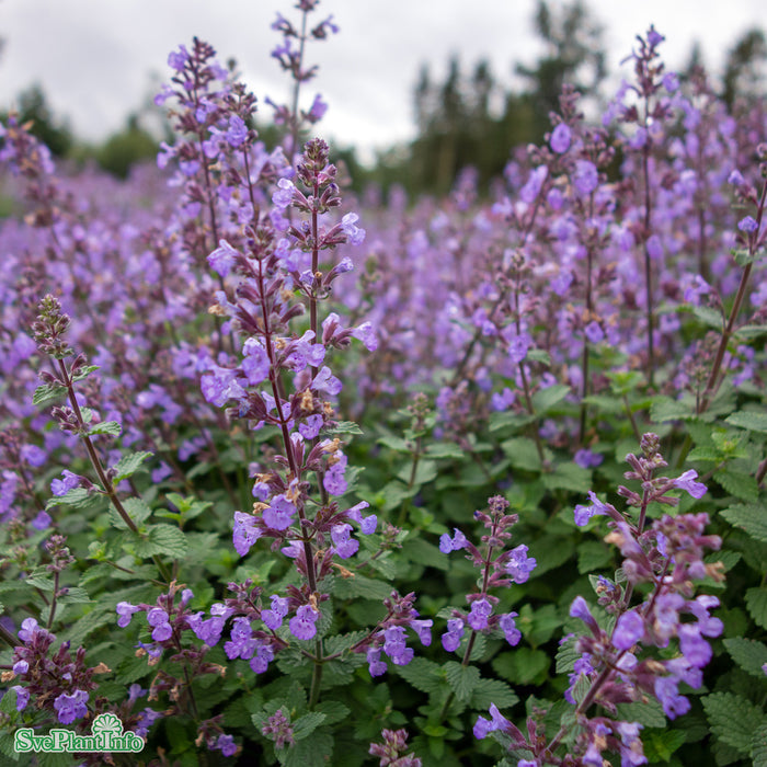 Nepeta faassenii 'Purrsian Blue' A-kval C2,8