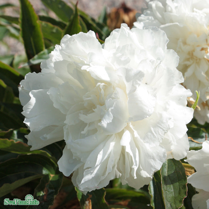 Paeonia lactiflora 'Shirley Temple' A-kval C2