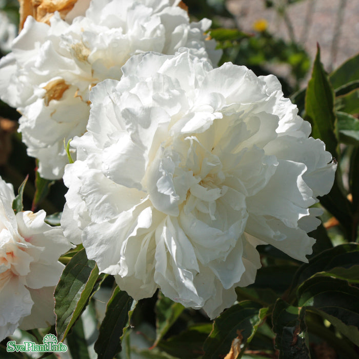 Paeonia lactiflora 'Shirley Temple' A-kval C2