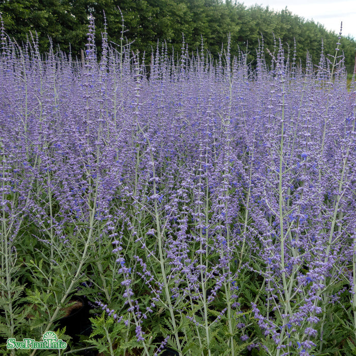 Perovskia atriplicifolia 'Prime Time' C4,5 30-40cm