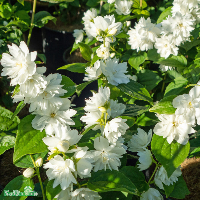 Philadelphus 'Minnesota Snowflake' Solitär C10 80-100cm