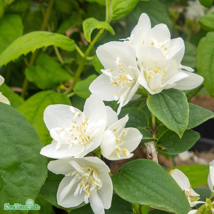 Philadelphus 'Minnesota Snowflake' Solitär C10 80-100cm