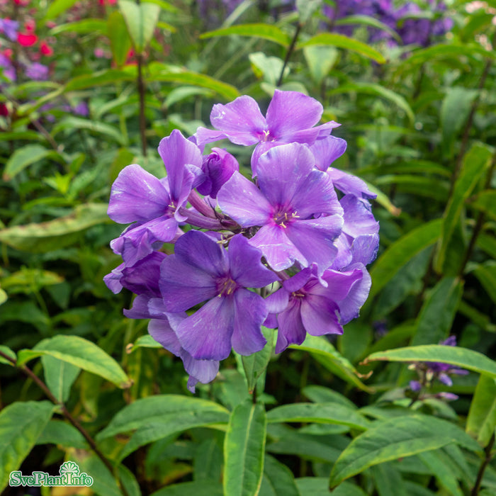 Phlox paniculata 'Blue Paradise' A-kval