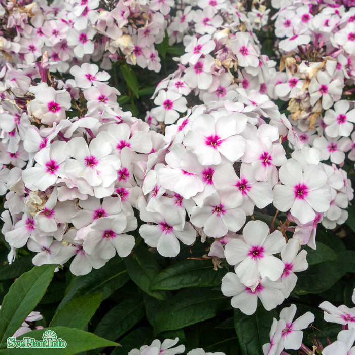Phlox paniculata 'Famous White Eye' A-kval