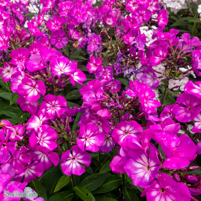 Phlox paniculata 'Sweet Summer Surprise' A-kval