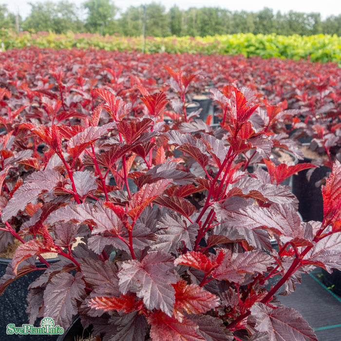 Physocarpus opulifolius 'All Black' Busk C5