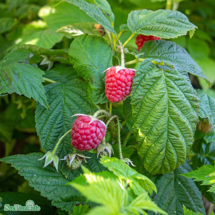 Rubus (Hösthallon) 'Autumn Bliss'  A-kval C3,5
