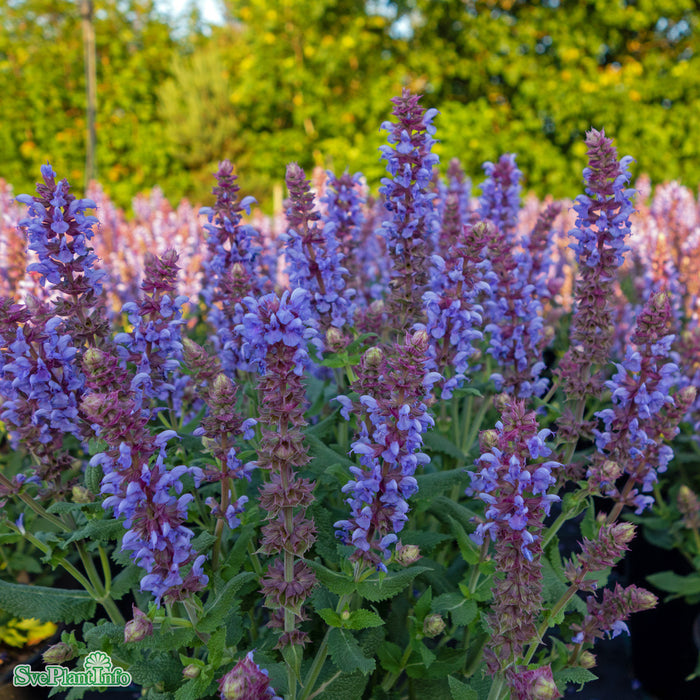 Salvia nemorosa 'Salute Ice Blue' A-kval C2