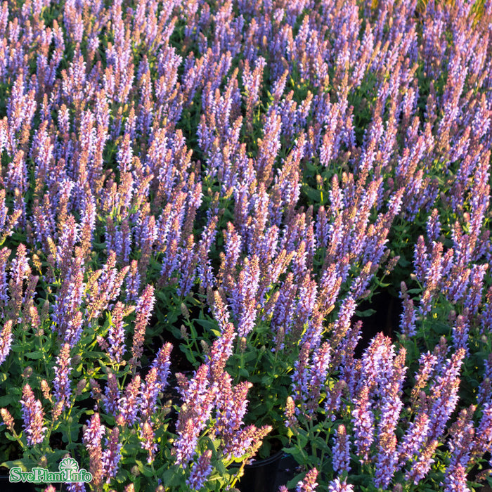 Salvia nemorosa 'Salute Ice Blue' A-kval C2