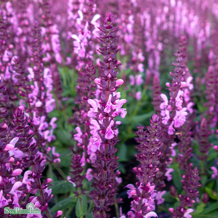 Salvia nemorosa 'Sensation Deep Rose' A-kval C1,5