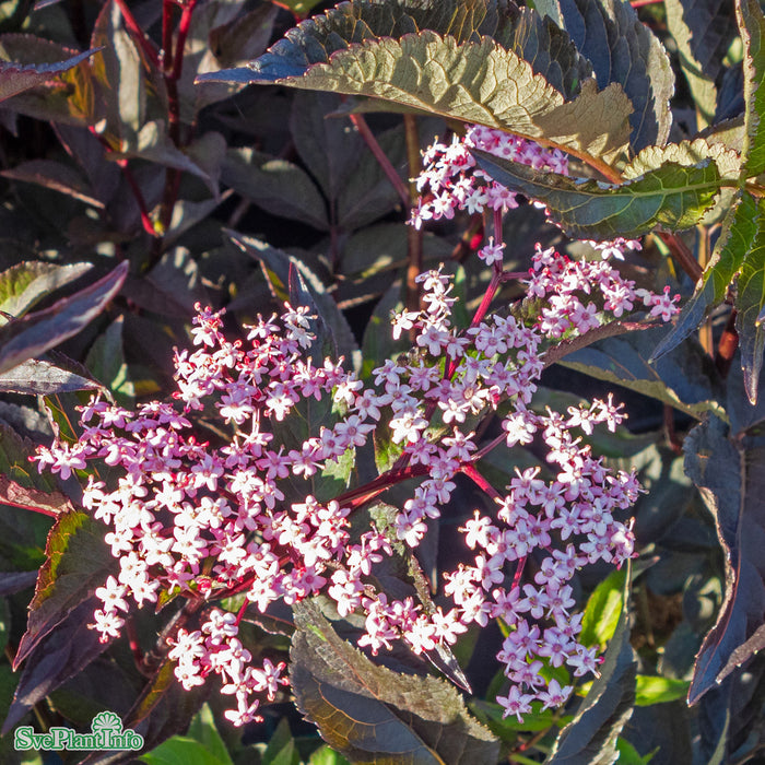 Sambucus nigra 'Black Beauty'