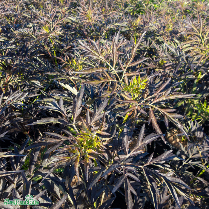 Sambucus nigra 'Black Lace' Solitär C35 125-150cm