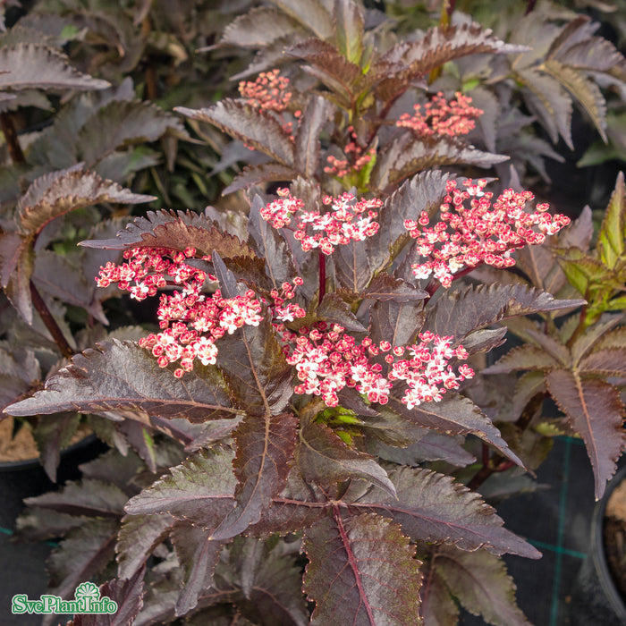 Sambucus nigra 'Black Tower' Busk C10 60-80cm