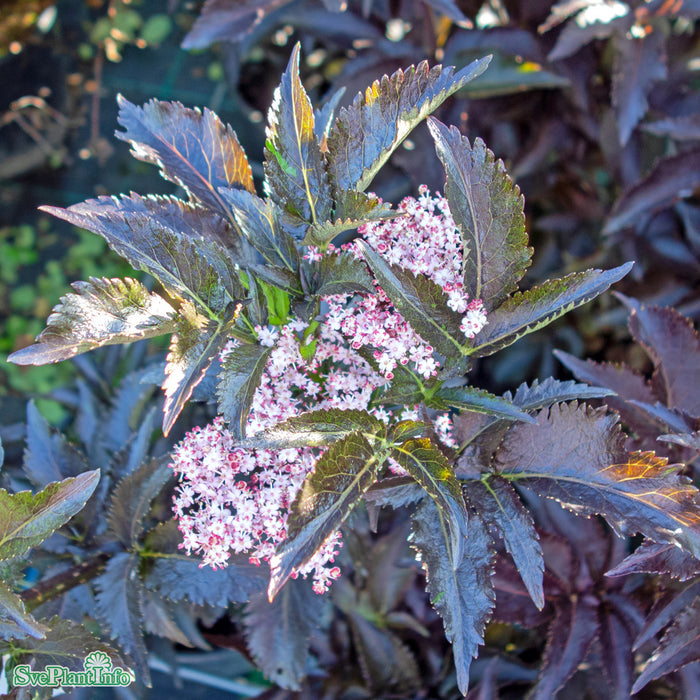 Sambucus nigra 'Black Tower' Busk C6 40-60cm