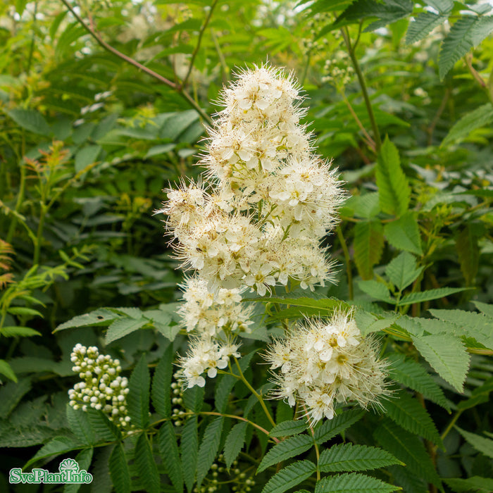 Sorbaria grandiflora 'Maia' E Busk C5