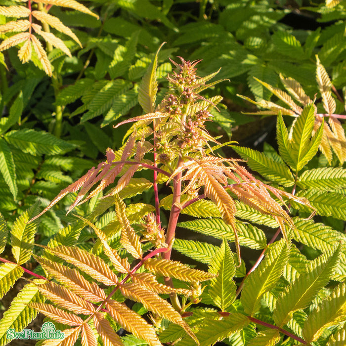 Sorbaria sorbifolia 'Sem' Busk C5