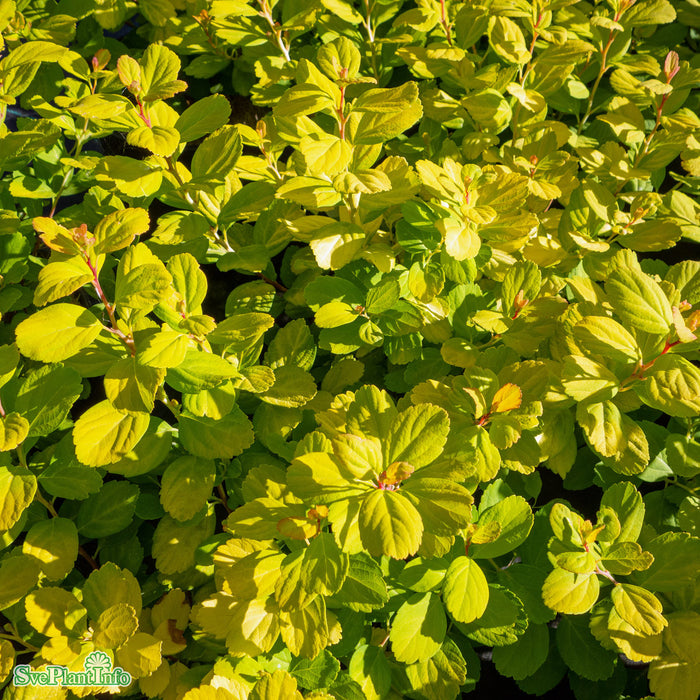 Spiraea betulifolia 'Tor Gold' C3,5