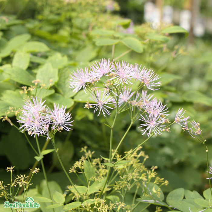Thalictrum 'Black Stockings' A-kval