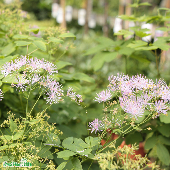 Thalictrum 'Black Stockings' A-kval