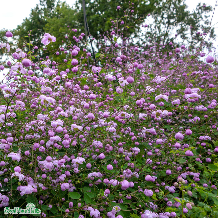 Thalictrum delavayi 'Splendide' A-kval