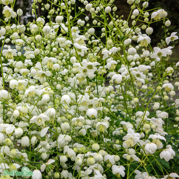 Thalictrum delavayi 'Splendide White' A-kval