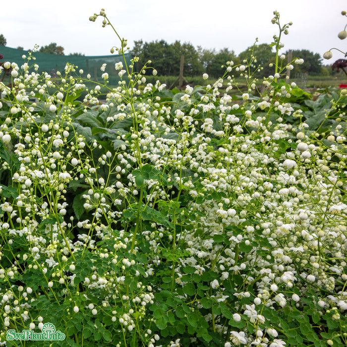 Thalictrum delavayi 'Splendide White' A-kval