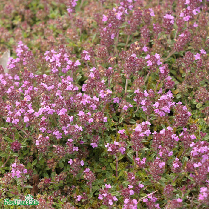 Thymus pseudolanuginosus A-kval