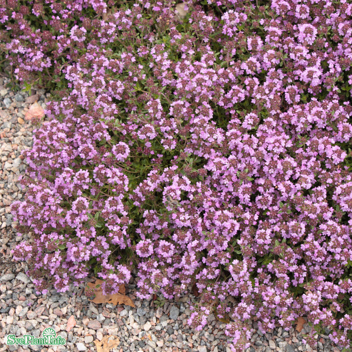 Thymus serpyllum A-kval