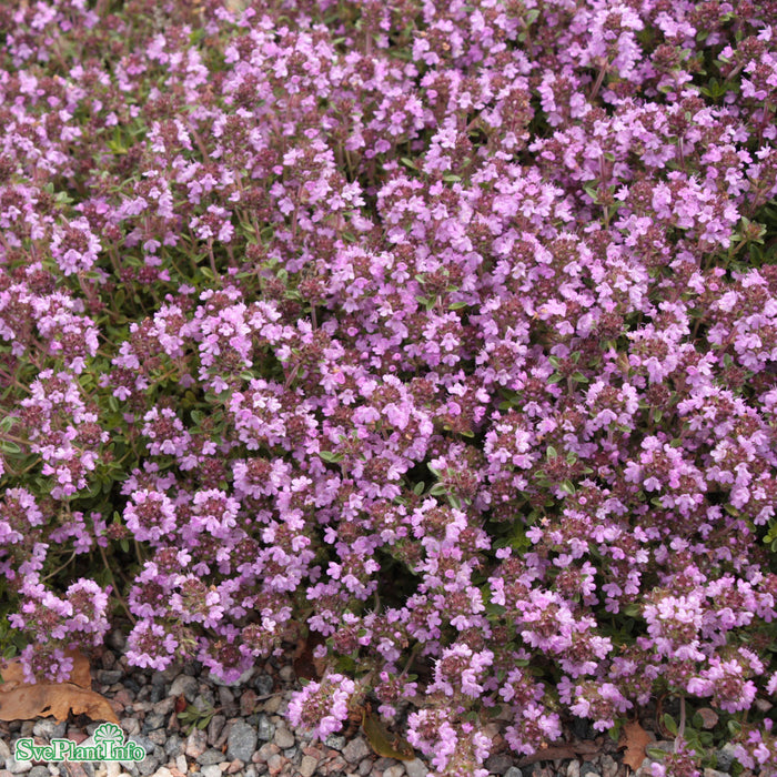 Thymus serpyllum A-kval