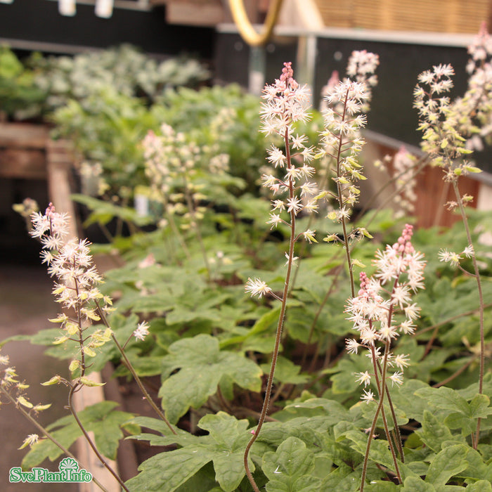 Tiarella 'Spring Symphony' A-kval