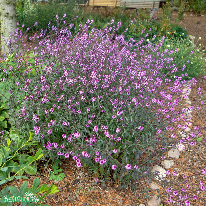 Verbena officinalis 'Bampton' A-kval C3