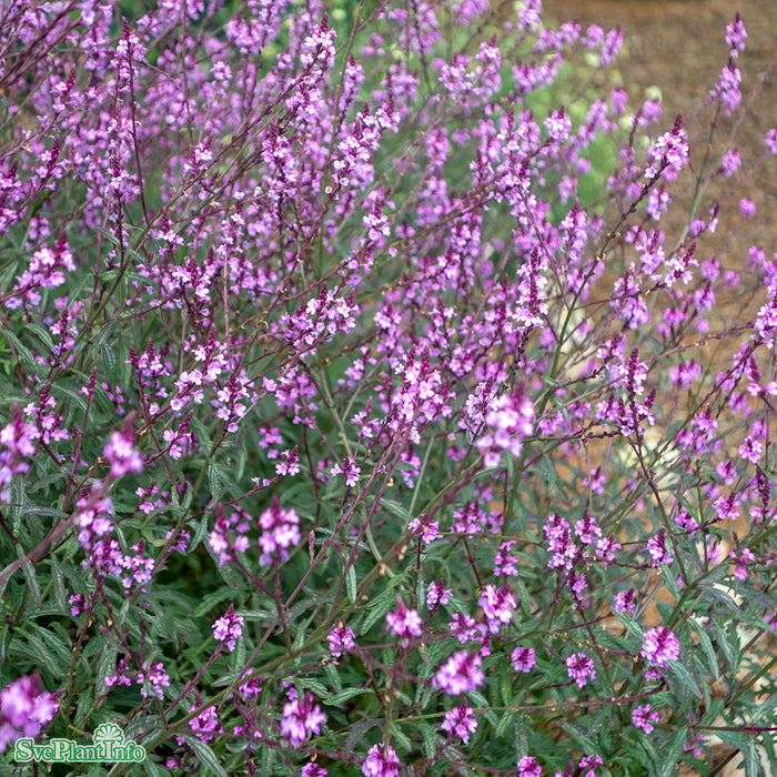 Verbena officinalis 'Bampton' A-kval C3