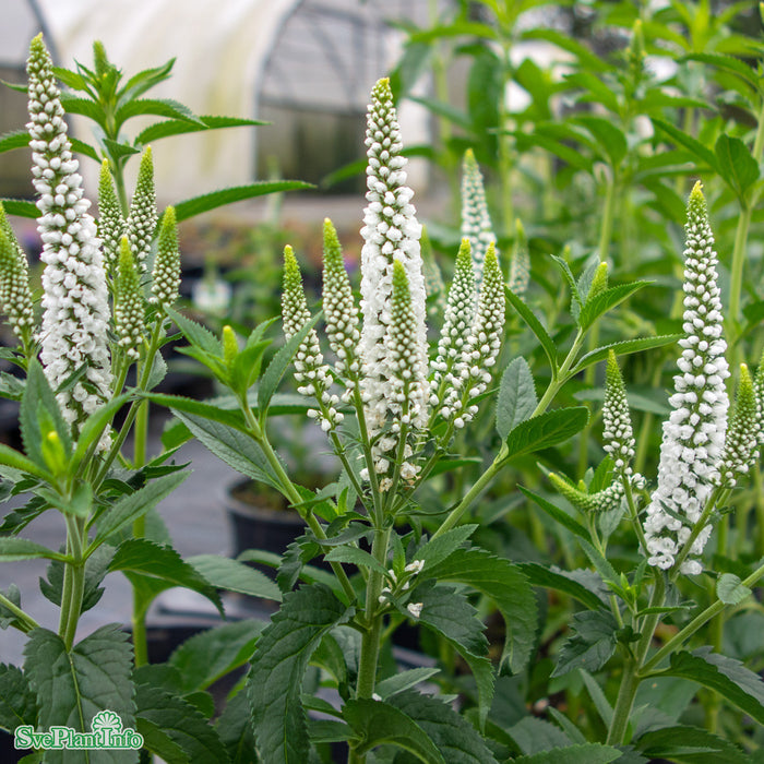 Veronica longifolia 'First Lady' A-kval