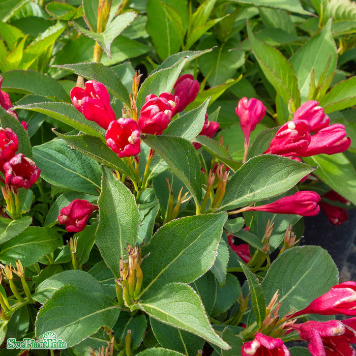Weigela florida 'All Summer Red' Busk C4,6