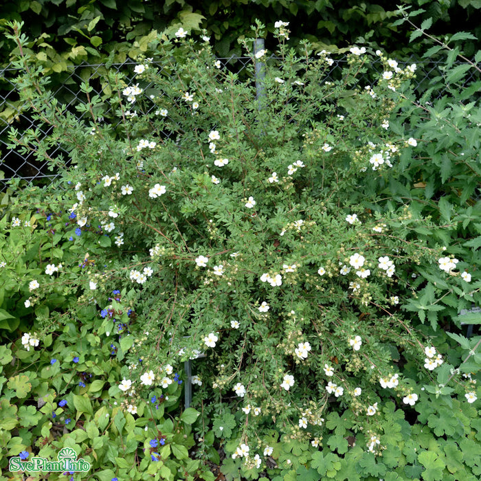 Dasiphora (Fruticosa) 'Abbotswood' Busk C 3,4
