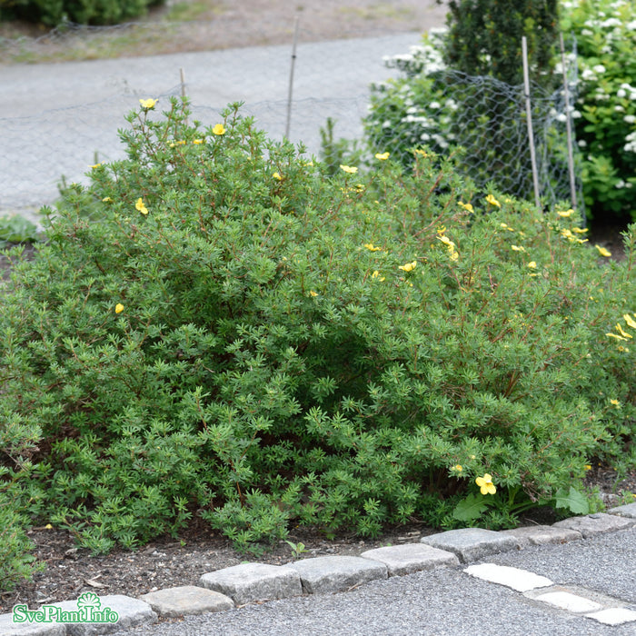 Potentilla 'Goldfinger' C3,4