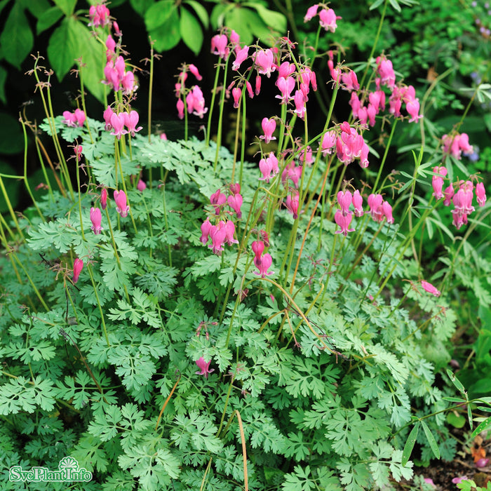 Dicentra (Rokujo-Gruppen) 'Luxuriant' A-kval