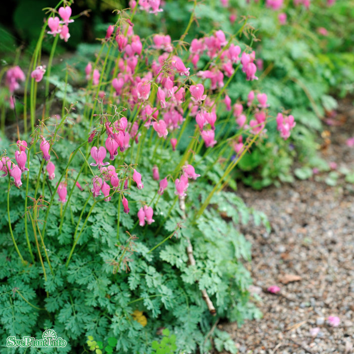 Dicentra (Rokujo-Gruppen) 'Luxuriant' A-kval