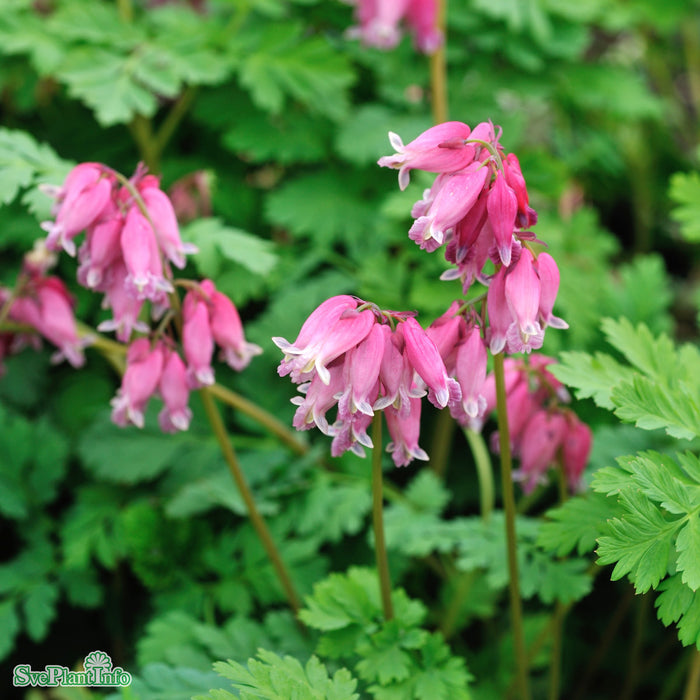 Dicentra (Rokujo-Gruppen) 'Luxuriant' A-kval