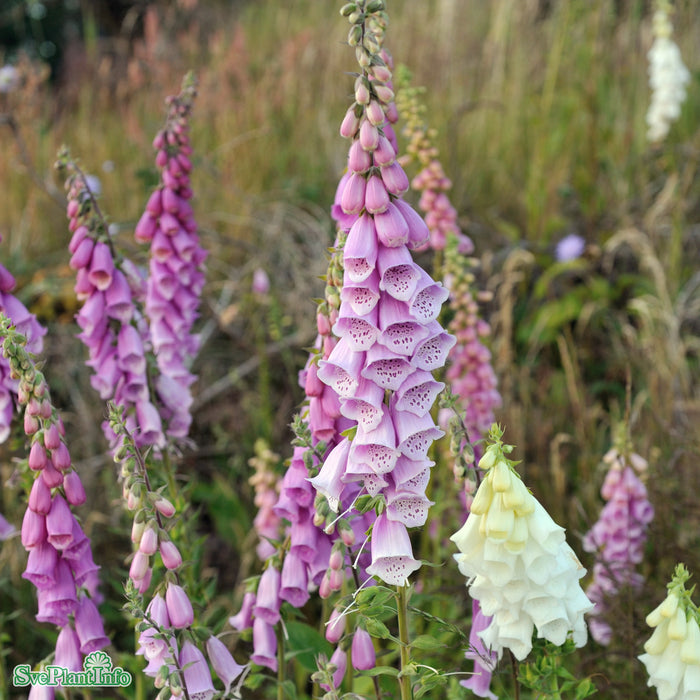 Digitalis purpurea 'Rosa' A-kval