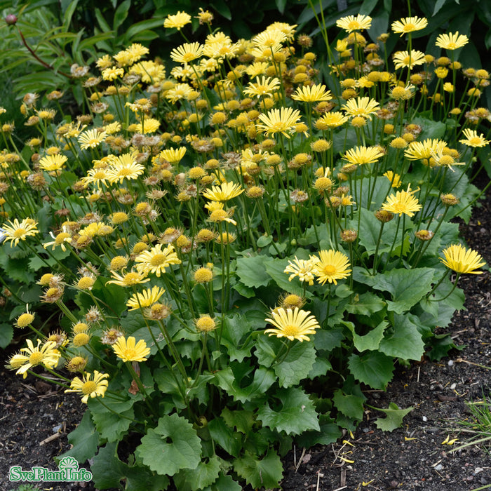 Doronicum orientale 'Little Leo' A-kval