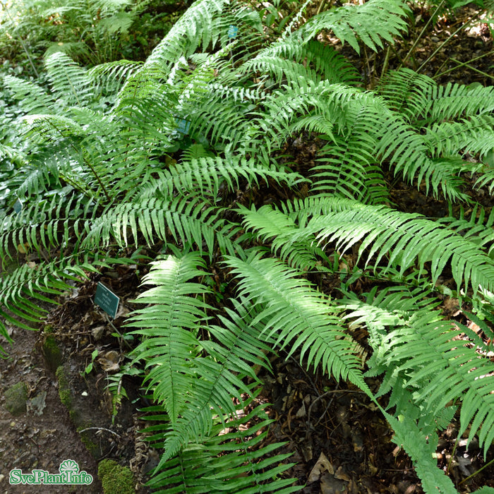 Dryopteris cycadina A-kval