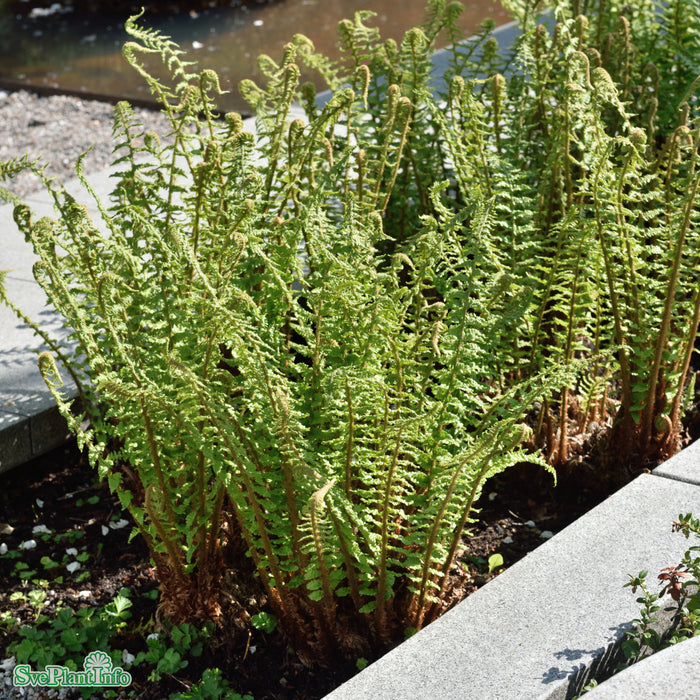 Dryopteris filix-mas A-kval C2