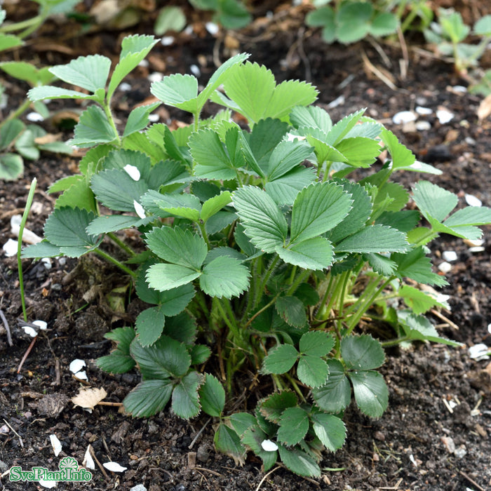 Fragaria x ananassa 'Senga Sengana' 6 pack