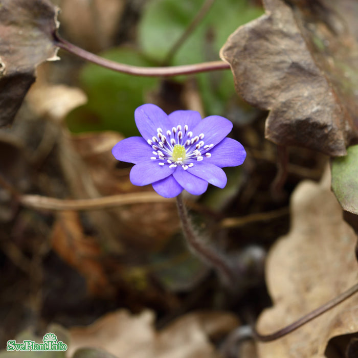 Hepatica nobilis A-kval
