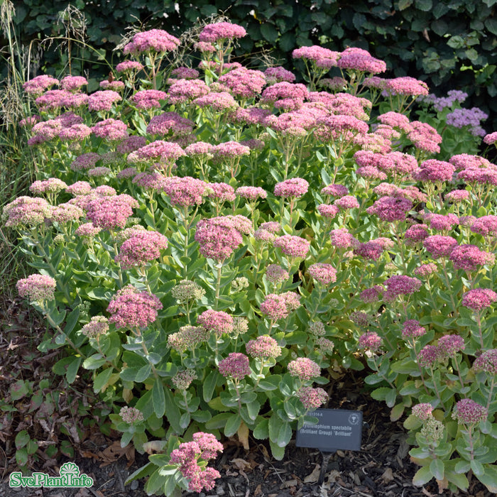 Hylotelephium spectabile 'Brilliant' A-kval