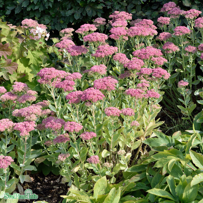 Hylotelephium spectabile 'Brilliant' A-kval