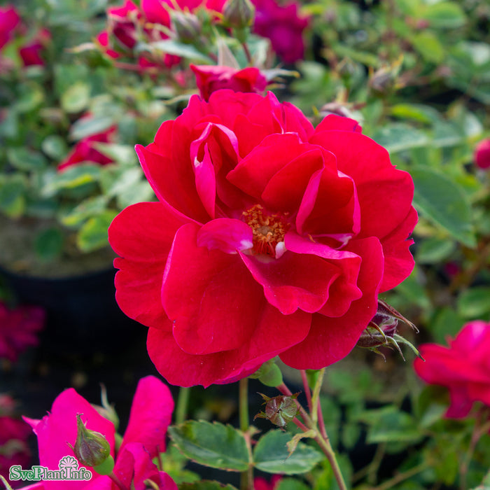 Rosa 'Henry Kelsey' A-kval